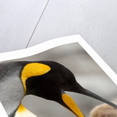 king penguin with baby by Anonymous
