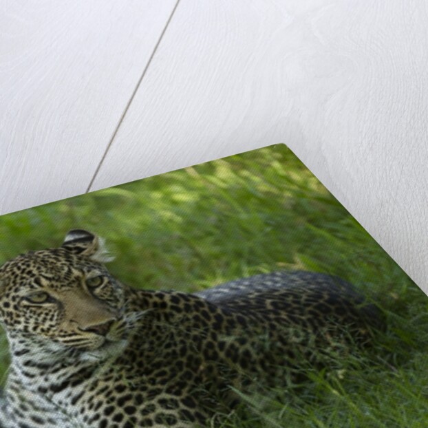 leopard in grass by Anonymous