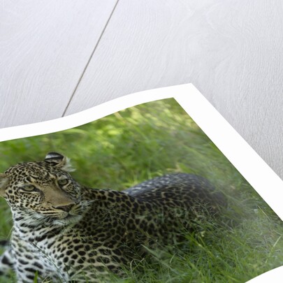 leopard in grass by Anonymous