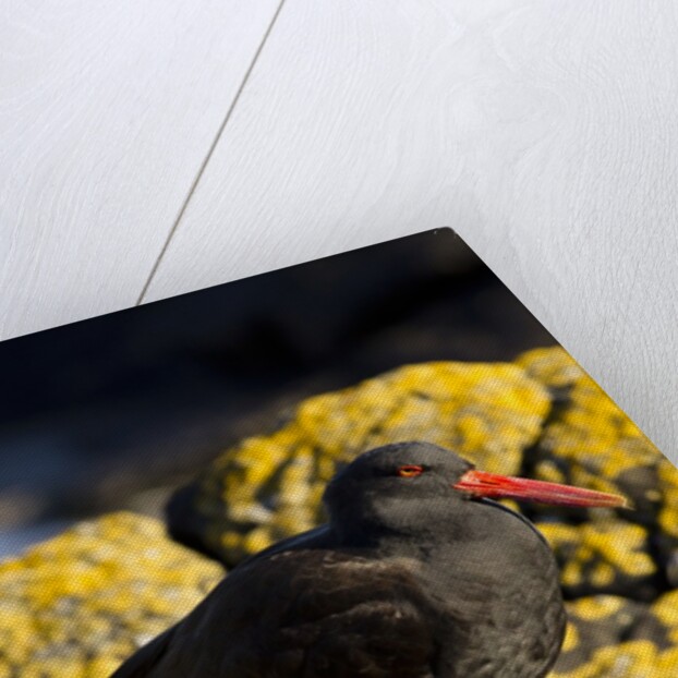 magelanic oystercatcher on rocks by Anonymous