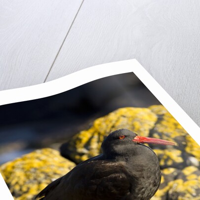 magelanic oystercatcher on rocks by Anonymous