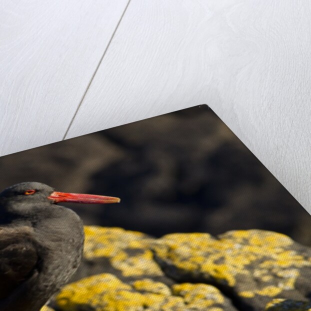 magellanic oystercatcher by Anonymous