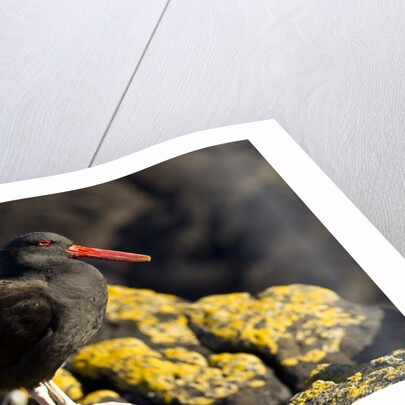 magellanic oystercatcher by Anonymous