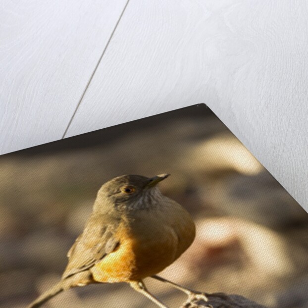 rufous-bellied thrush on rock by Anonymous