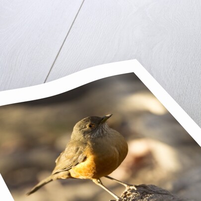 rufous-bellied thrush on rock by Anonymous