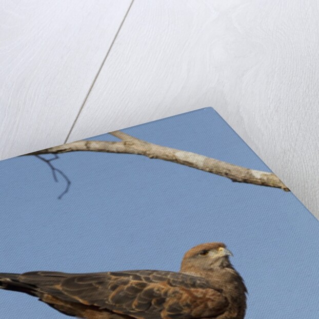 savanna hawk perched by Anonymous