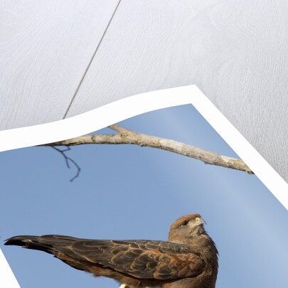 savanna hawk perched by Anonymous