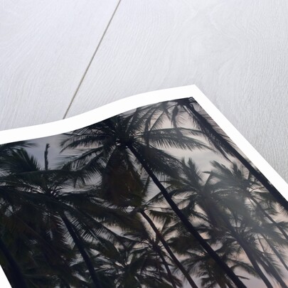 Palm Tree Sunset by Anonymous