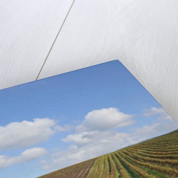 Vineyards near Poggio alle Mura by Anonymous