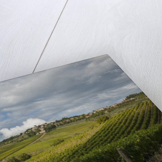 Vineyards near Panzano by Anonymous