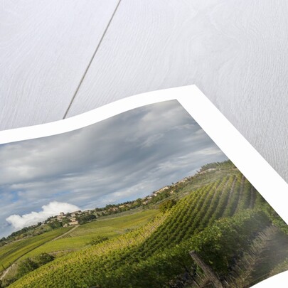 Vineyards near Panzano by Anonymous