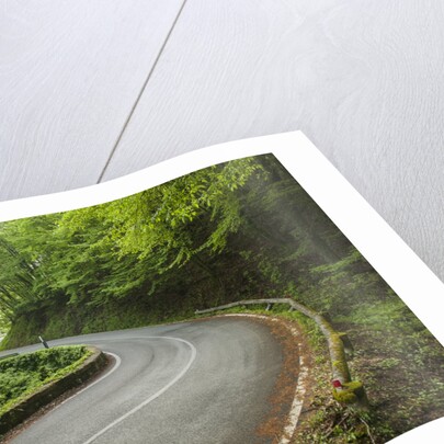 Road to Badia a Coltibuono by Anonymous