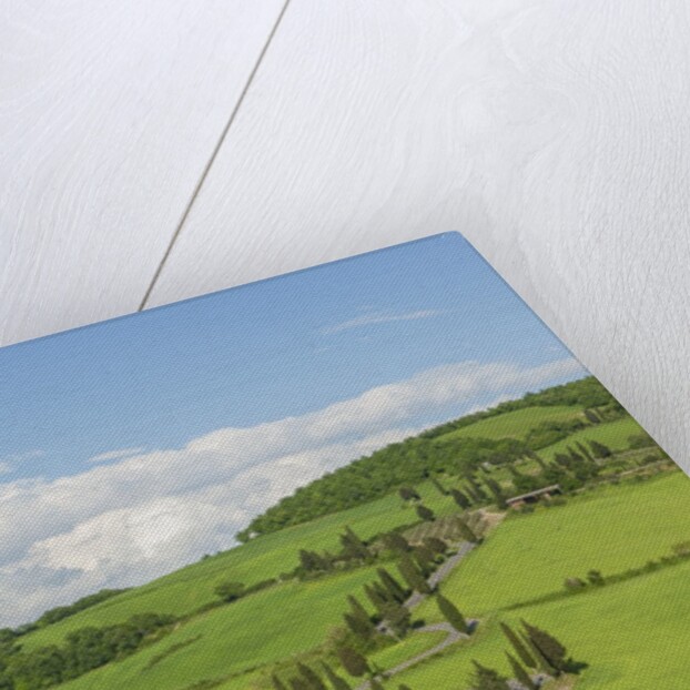 The famous road near Monticchiello by Anonymous