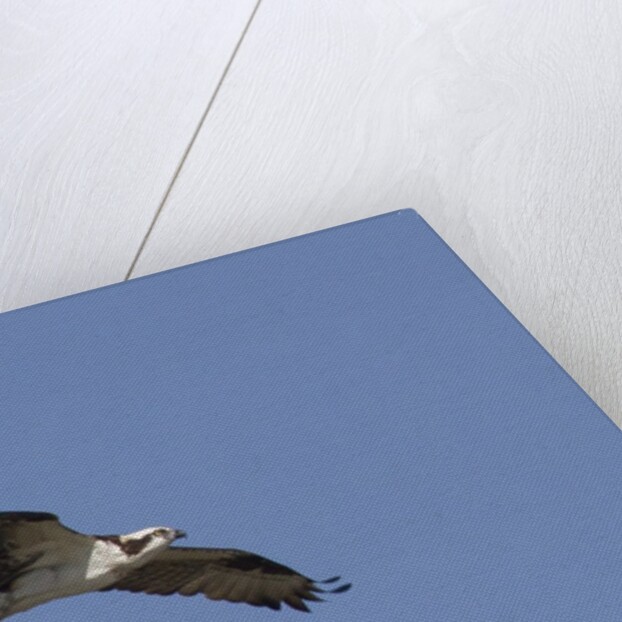Osprey in flight by Anonymous