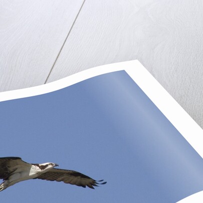 Osprey in flight by Anonymous