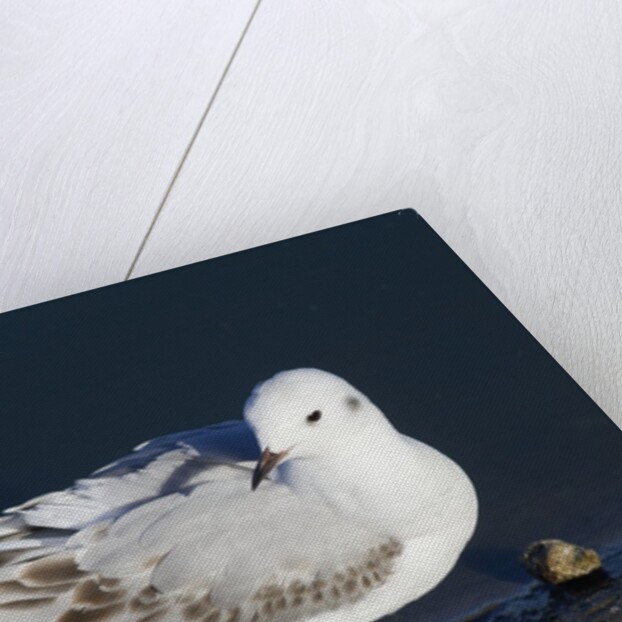 Bonaparte's Gull by Anonymous
