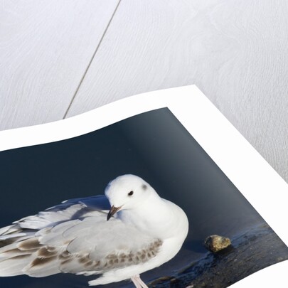 Bonaparte's Gull by Anonymous