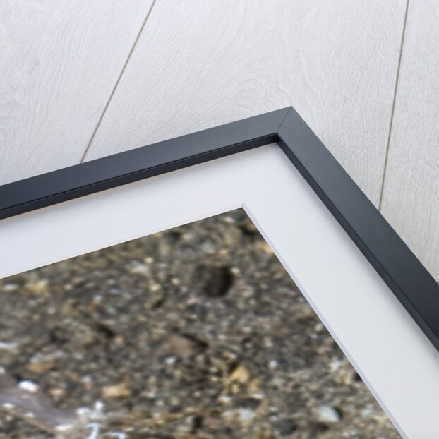 Magnificant Anemone Shrimp cleans a Sole by Anonymous