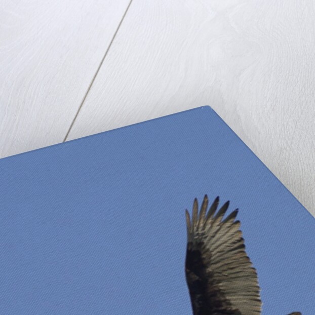 Turkey Vulture in flight by Anonymous