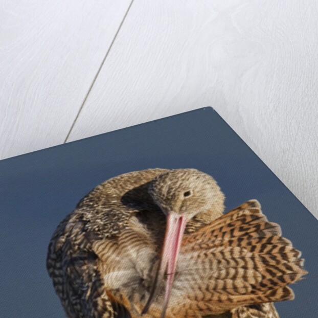 Narbled Godwit grooming by Anonymous