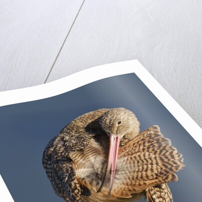 Narbled Godwit grooming by Anonymous