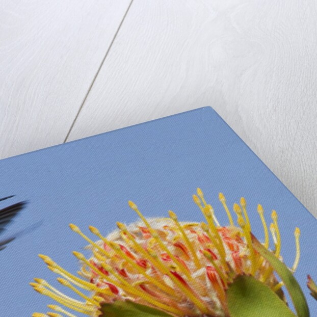 Anna's Hummingbird feeding by Anonymous