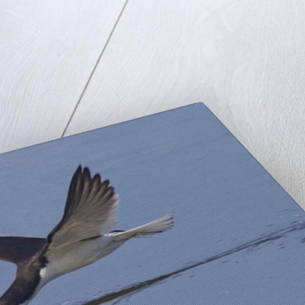 Black Skimmer skimming by Anonymous