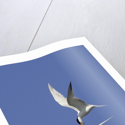 Elegant Terns in flight by Anonymous