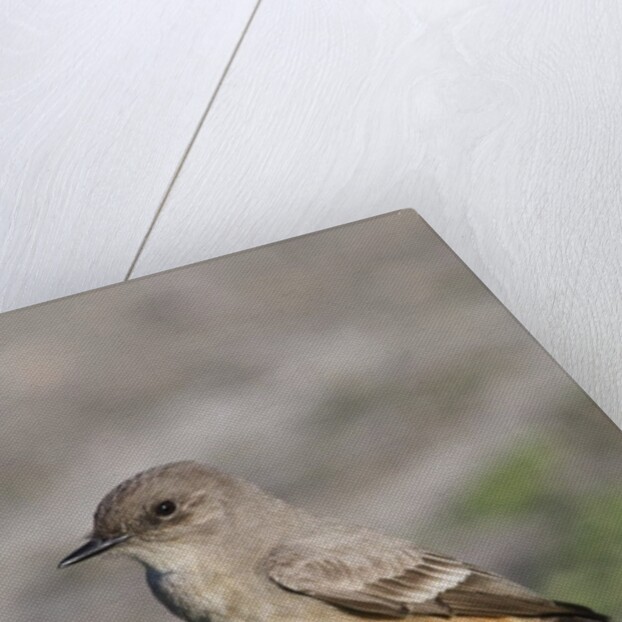 Say's Phoebe by Anonymous