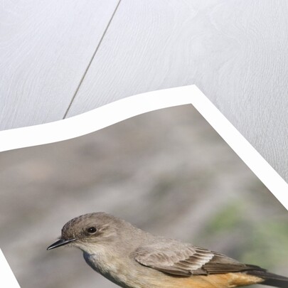 Say's Phoebe by Anonymous