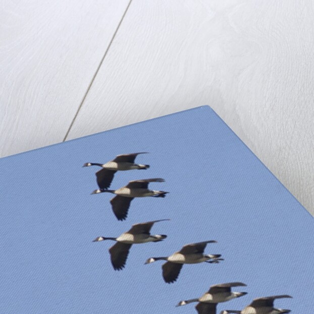 Canada Geese in flight by Anonymous