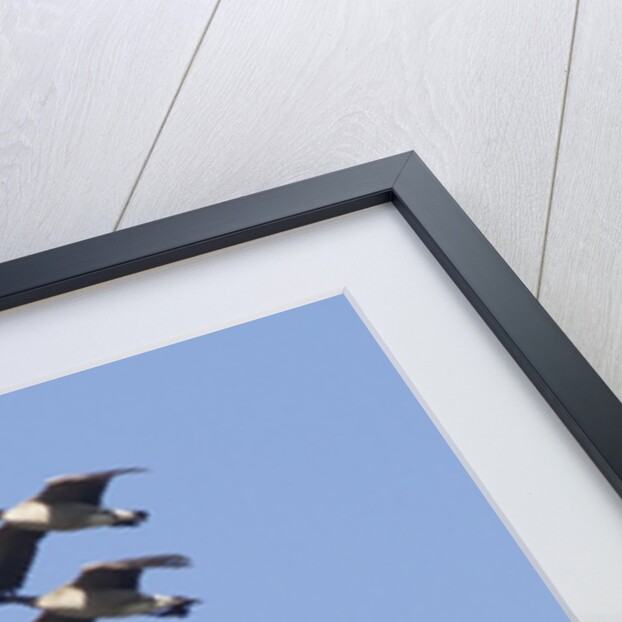 Canada Geese in flight by Anonymous