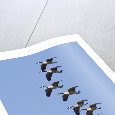 Canada Geese in flight by Anonymous