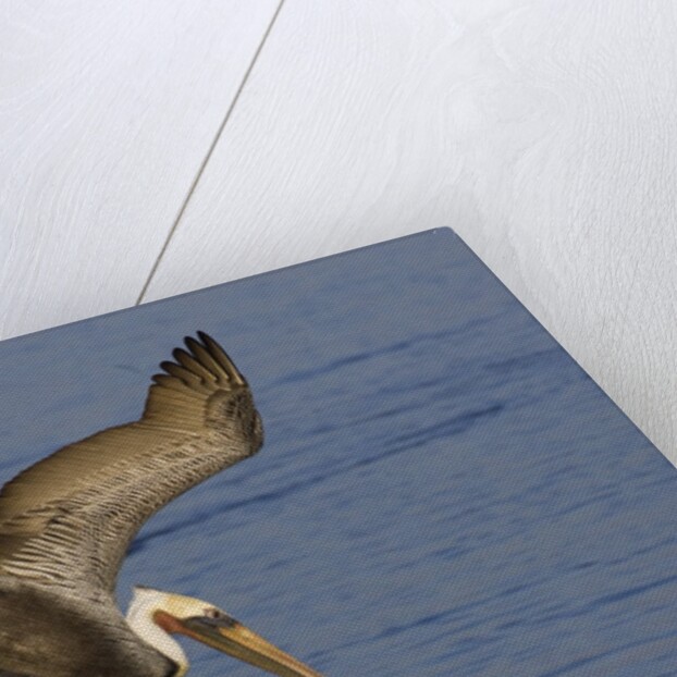Brown Pelican diving by Anonymous