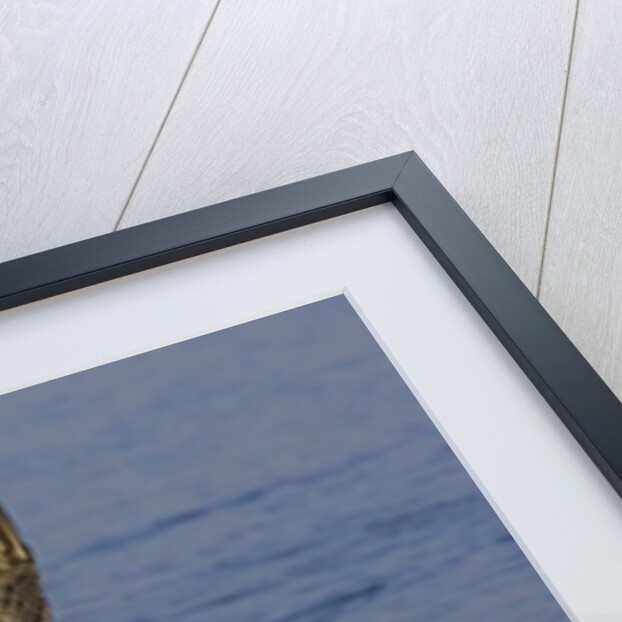 Brown Pelican diving by Anonymous