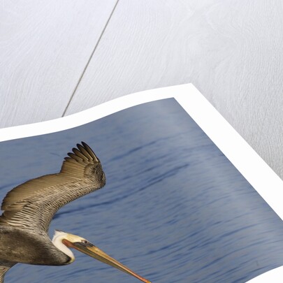 Brown Pelican diving by Anonymous