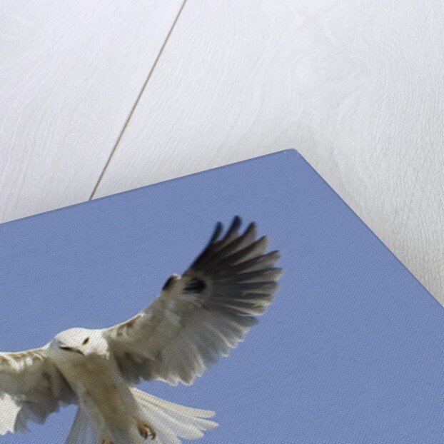 White-Tailed Kite hovering by Anonymous