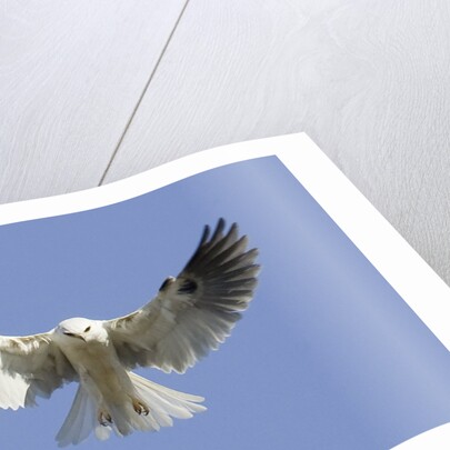 White-Tailed Kite hovering by Anonymous