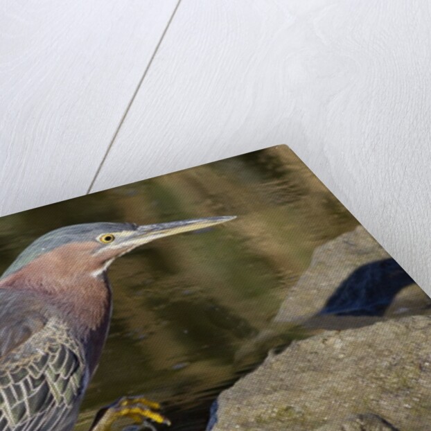 Green Heron hunting by Anonymous