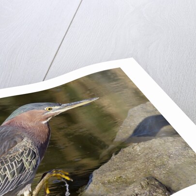 Green Heron hunting by Anonymous