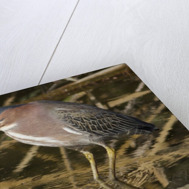 Green Heron catchs a crawfish by Anonymous