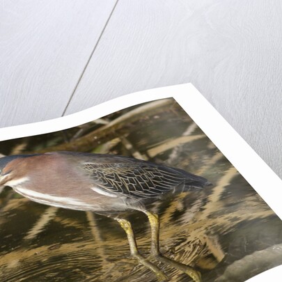 Green Heron catchs a crawfish by Anonymous