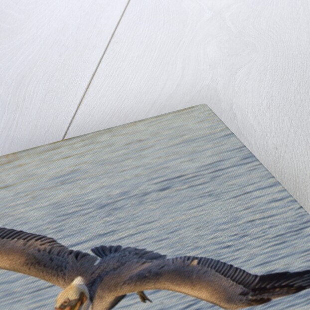 Brown Pelican in breeding plummage flying by Anonymous