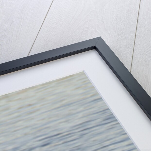 Brown Pelican in breeding plummage flying by Anonymous