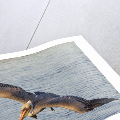 Brown Pelican in breeding plummage flying by Anonymous