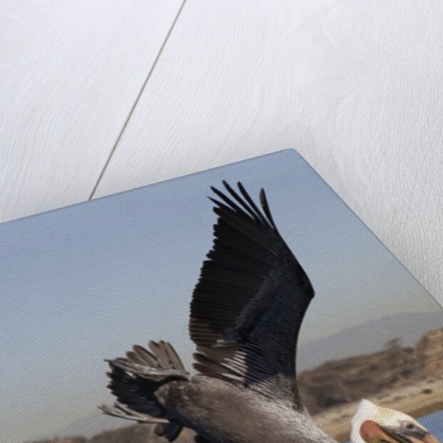 Brown Pelican in breeding plummage dives for fish by Anonymous