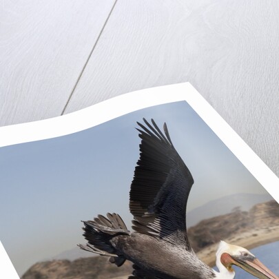 Brown Pelican in breeding plummage dives for fish by Anonymous