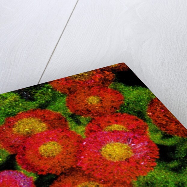 Flowers by Anonymous