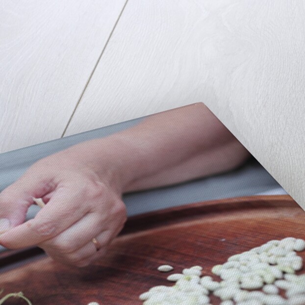Woman selecting and separating green beans from pods by Anonymous