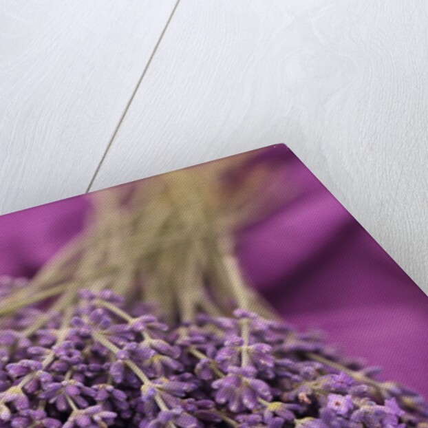 A bouquet of lavender flowers on a purple canvas by Anonymous